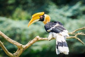 Burung Rangkong dari panennews